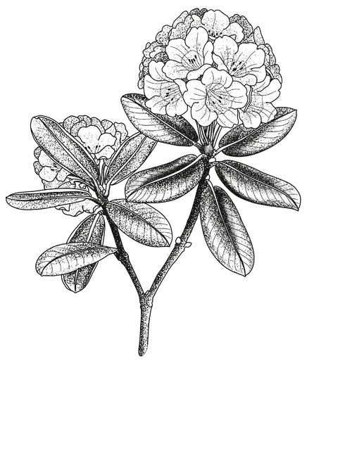 Floral flash design by Amber Grey