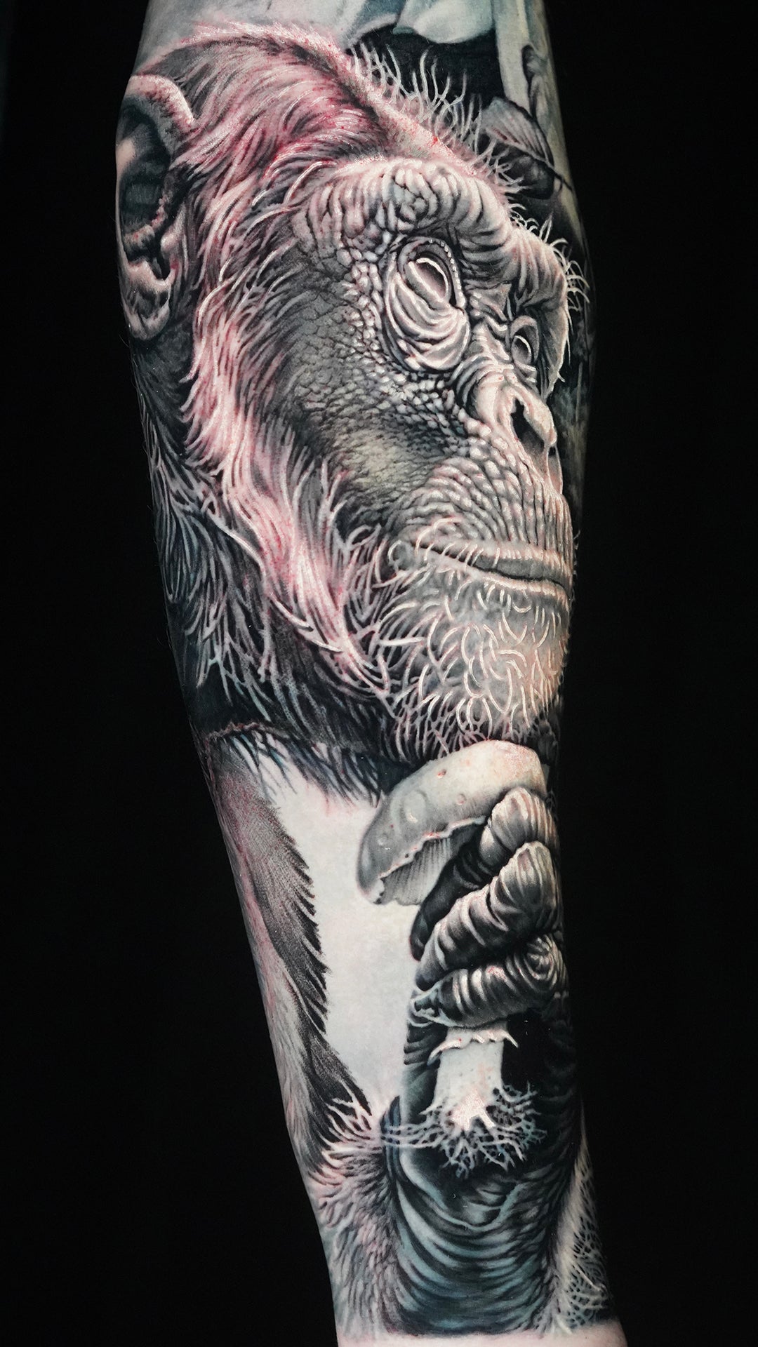 Animals & Nature
