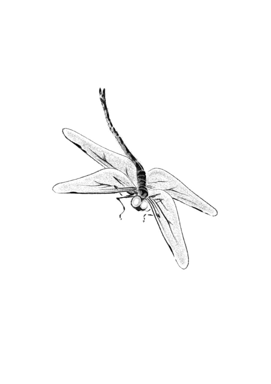 Dragonfly