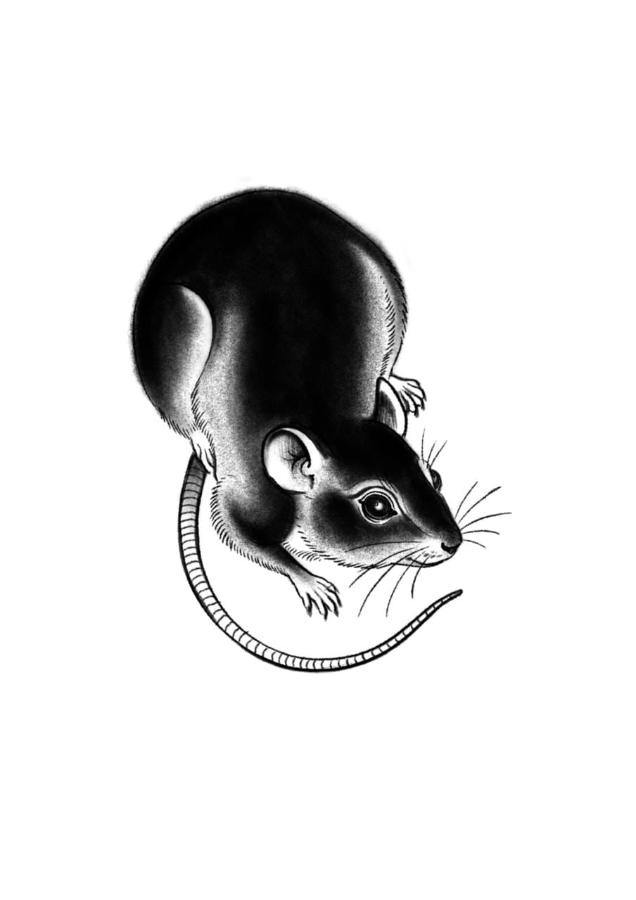 Rat