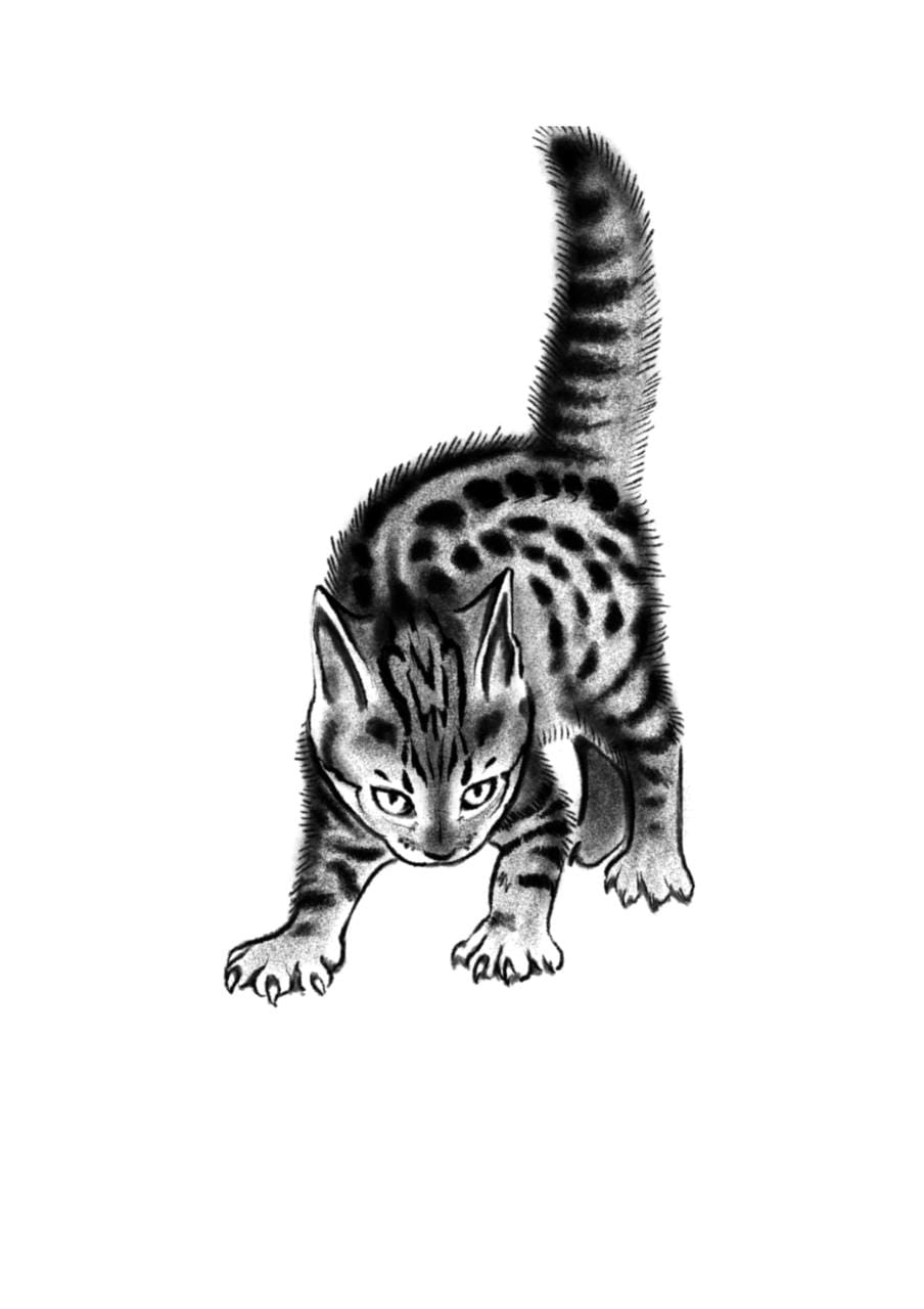 Scaredy Cat