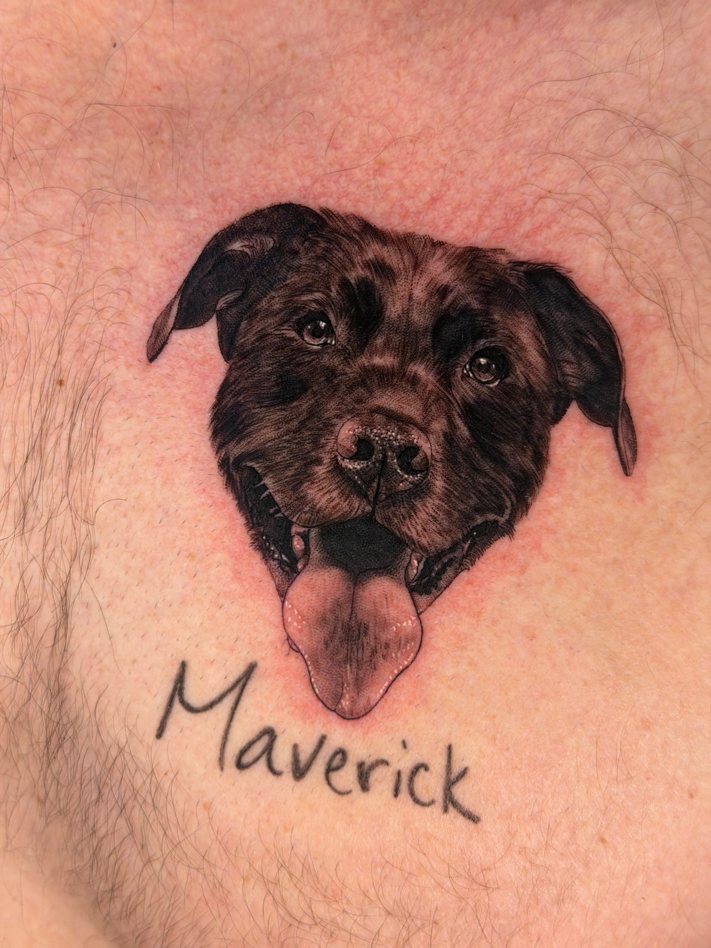 Pet Portraits & Pawprints