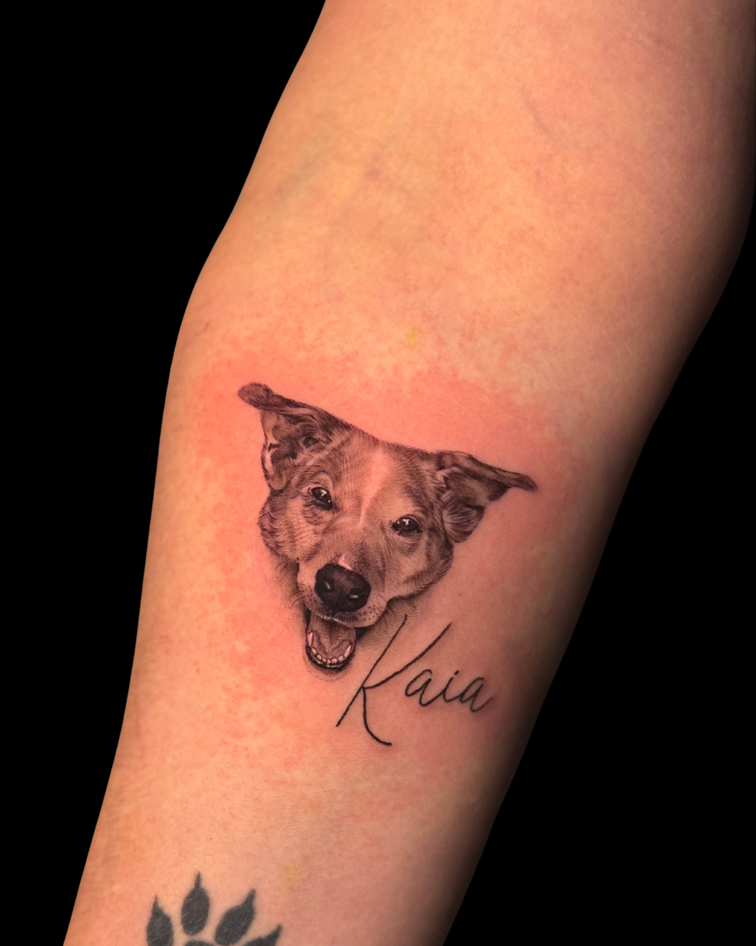 Pet Portraits & Pawprints