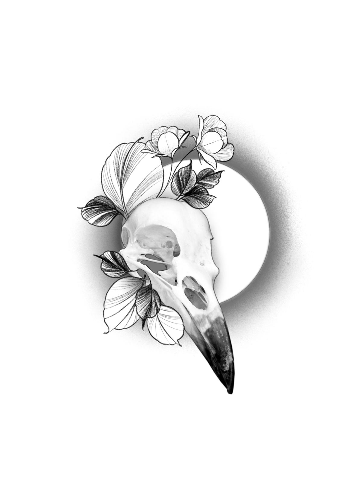 Bird Skull