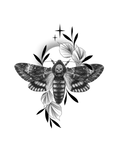 Moth