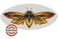 Red Cicada flash design by Cortney Norton