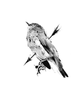 Dead Bird #2