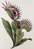 Venus Eye Trap flash design by Lilith Jacobs