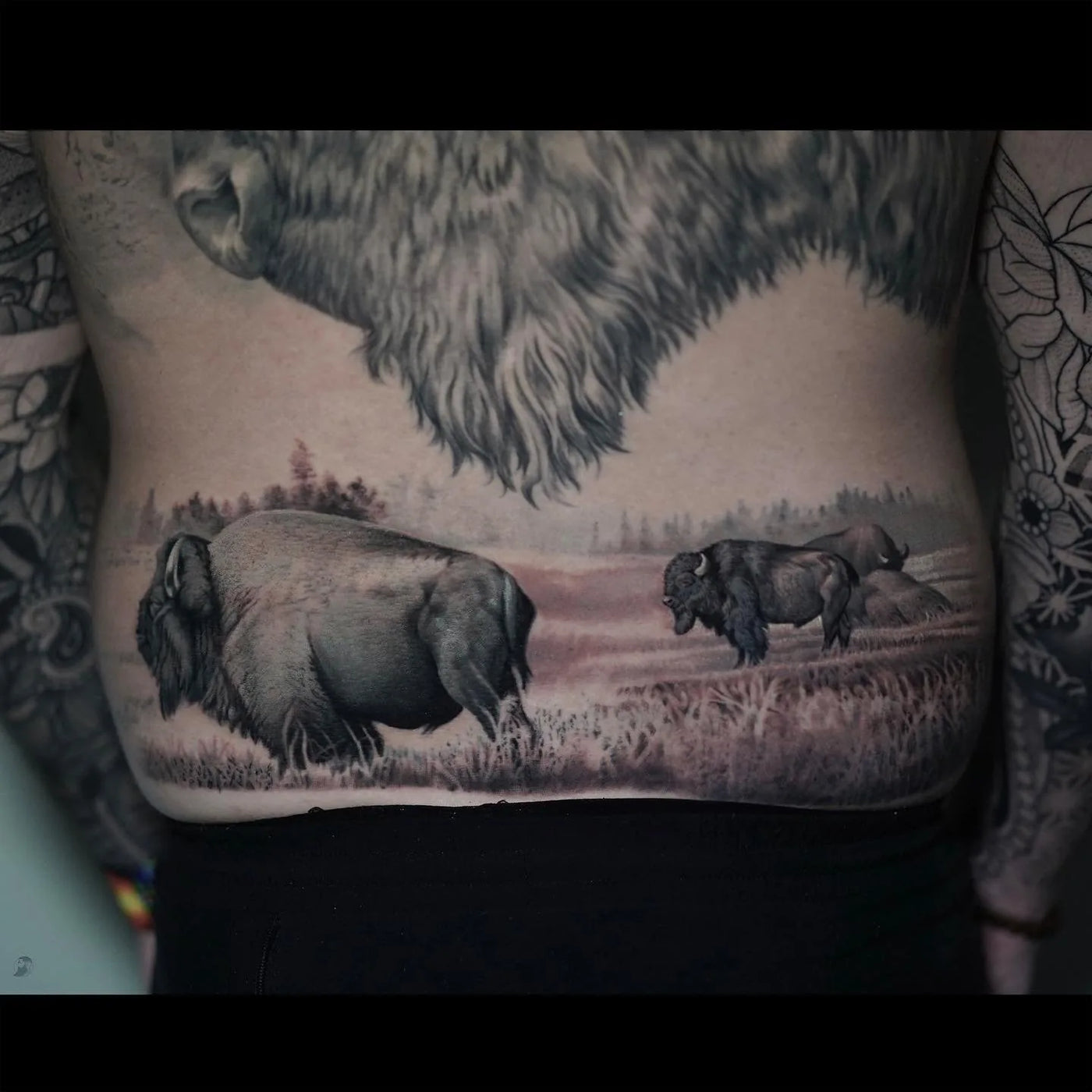 Buffalo