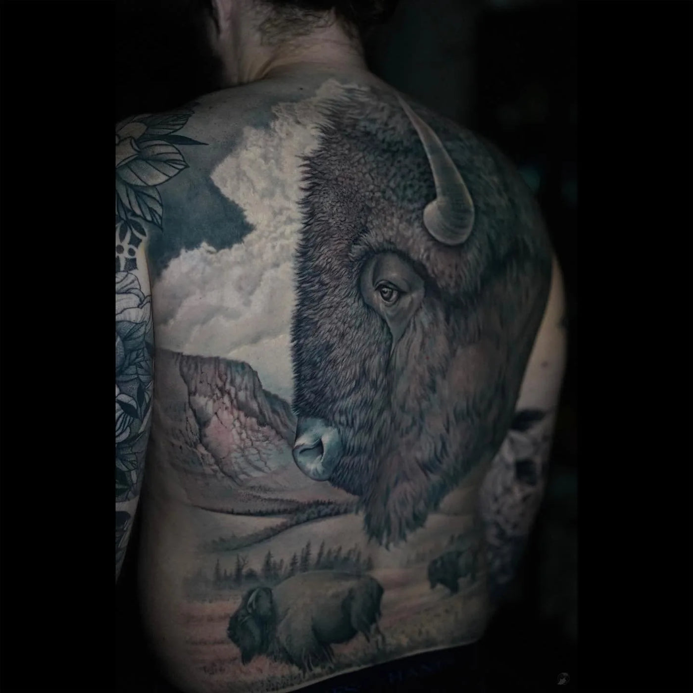 Buffalo