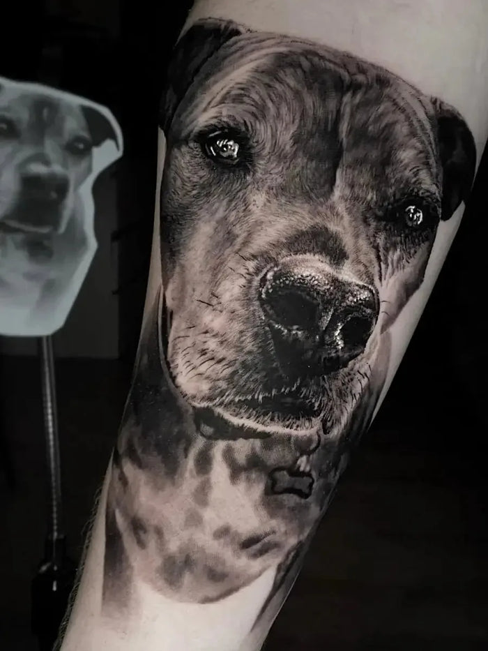 Pet Portraits