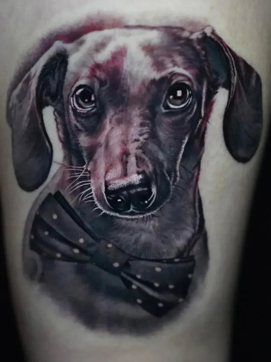 Pet Portraits