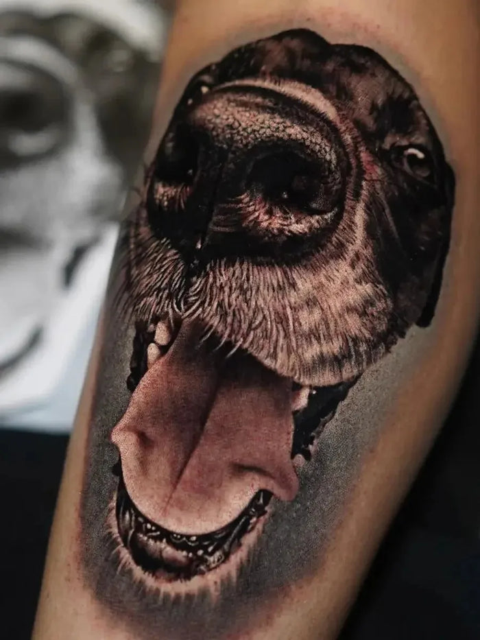 Pet Portraits