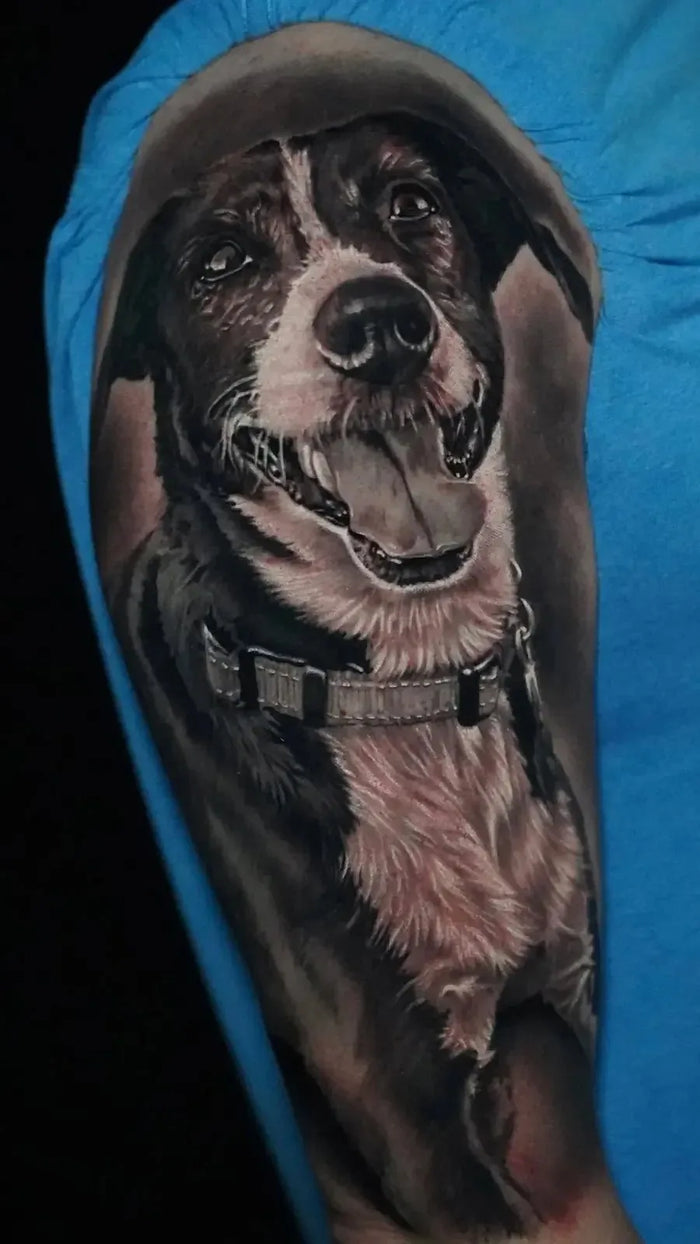 Pet Portraits