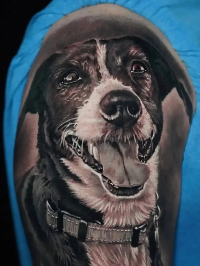 Pet Portraits