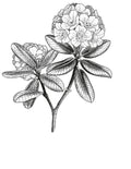 Florals flash design by Amber Grey