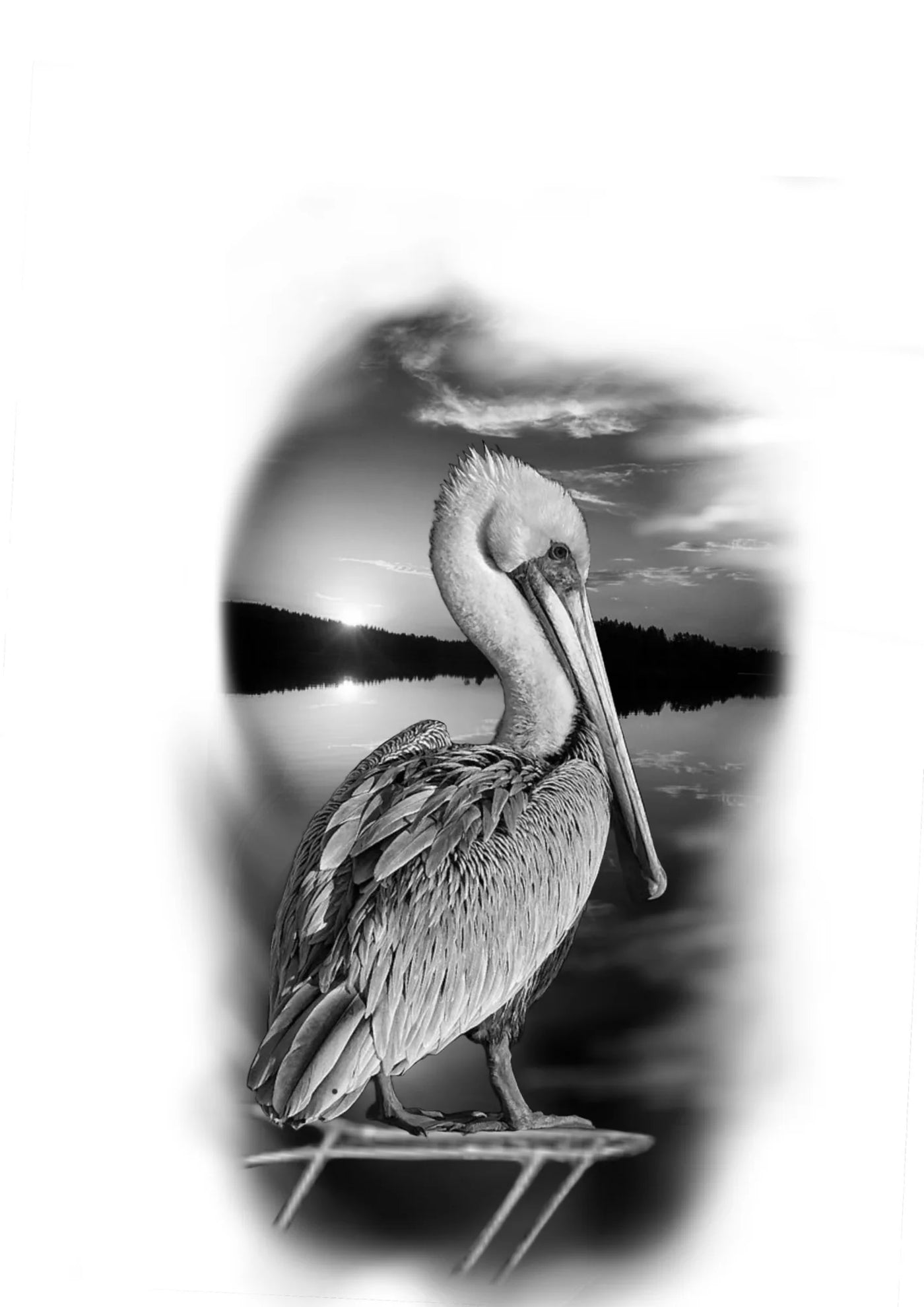 Pelican